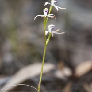 Caladenia ustulata at Acton, ACT - suppressed