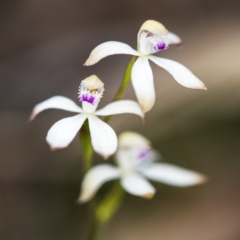 Caladenia ustulata at Acton, ACT - suppressed