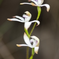 Caladenia ustulata at Acton, ACT - suppressed