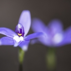 Glossodia major (Wax Lip Orchid) at ANBG South Annex - 12 Oct 2018 by GlenRyan