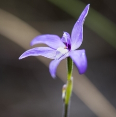 Glossodia major at Acton, ACT - 12 Oct 2018