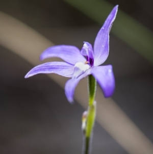 Glossodia major at Acton, ACT - suppressed