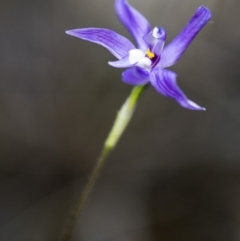 Glossodia major at Acton, ACT - 12 Oct 2018