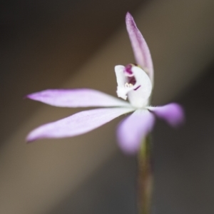 Caladenia fuscata at Acton, ACT - suppressed