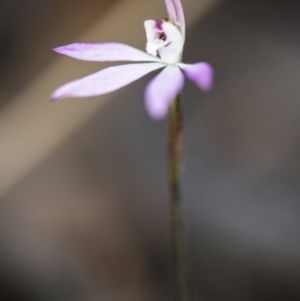 Caladenia fuscata at Acton, ACT - suppressed