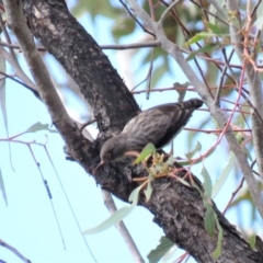 Daphoenositta chrysoptera (Varied Sittella) at Stony Creek Nature Reserve - 13 Oct 2018 by KumikoCallaway