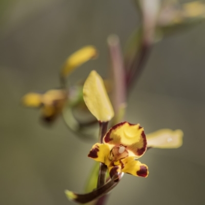 Diuris semilunulata (Late Leopard Orchid) at Cotter River, ACT - 13 Oct 2018 by GlenRyan