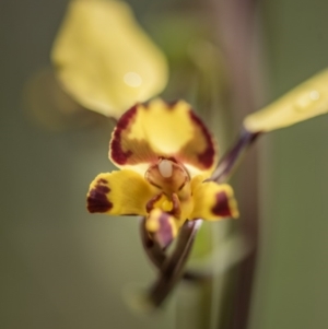 Diuris semilunulata at Cotter River, ACT - suppressed