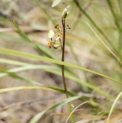 Diuris semilunulata at Cotter River, ACT - suppressed