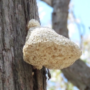 Laetiporus portentosus at Carwoola, NSW - 13 Oct 2018