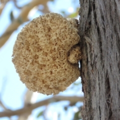 Laetiporus portentosus at Carwoola, NSW - 13 Oct 2018