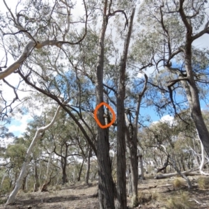 Laetiporus portentosus at Carwoola, NSW - 13 Oct 2018