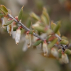 Leucopogon fletcheri subsp. brevisepalus (Twin Flower Beard-Heath) at Hackett, ACT - 12 Oct 2018 by ClubFED