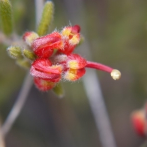 Grevillea alpina at Hackett, ACT - 13 Oct 2018