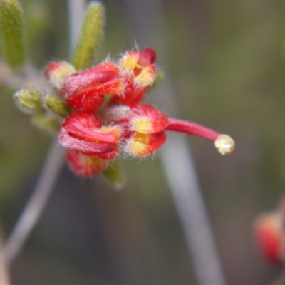 Grevillea alpina (Mountain Grevillea / Cat's Claws Grevillea) at Hackett, ACT - 12 Oct 2018 by ClubFED