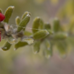 Grevillea alpina at Hackett, ACT - 13 Oct 2018