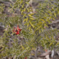 Grevillea alpina at Hackett, ACT - 13 Oct 2018