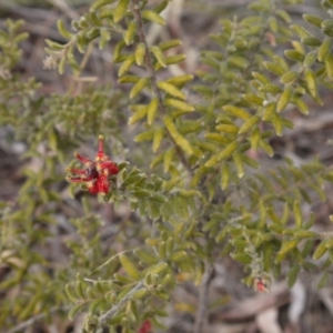 Grevillea alpina at Hackett, ACT - 13 Oct 2018