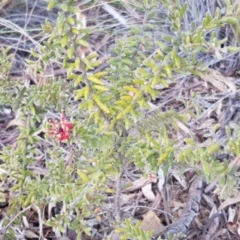 Grevillea alpina at Hackett, ACT - 13 Oct 2018