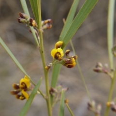 Daviesia mimosoides (Bitter Pea) at Hackett, ACT - 13 Oct 2018 by ClubFED