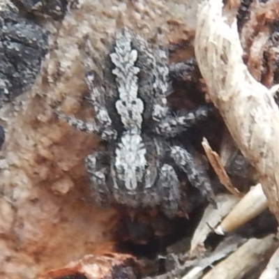 Clynotis severus (Stern Jumping Spider) at O'Malley, ACT - 12 Oct 2018 by MichaelMulvaney