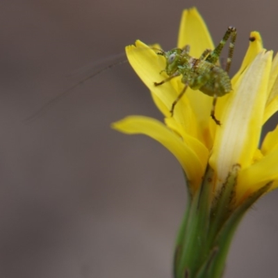 Phaneropterinae (subfamily) (Leaf Katydid, Bush Katydid) at Bruce, ACT - 13 Oct 2018 by ClubFED