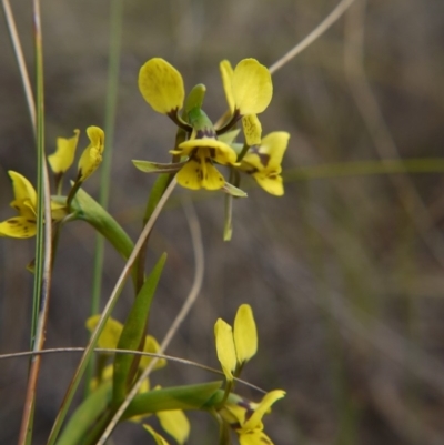 Diuris nigromontana (Black Mountain Leopard Orchid) at Hackett, ACT - 12 Oct 2018 by ClubFED