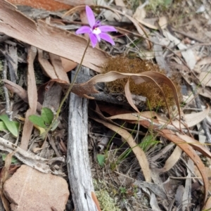 Glossodia major at Aranda, ACT - suppressed