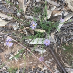 Vittadinia cuneata var. cuneata (Fuzzy New Holland Daisy) at Deakin, ACT - 13 Oct 2018 by KL