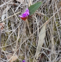 Hardenbergia violacea at Hackett, ACT - 13 Oct 2018