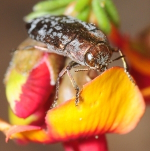 Diphucrania acuducta at Theodore, ACT - 13 Oct 2018