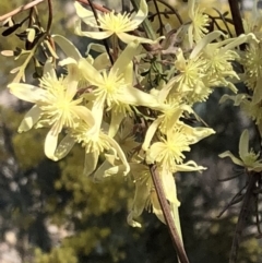 Clematis leptophylla (Small-leaf Clematis, Old Man's Beard) at Sutton, NSW - 29 Sep 2018 by Whirlwind