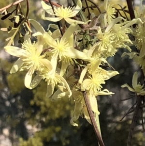 Clematis leptophylla at Sutton, NSW - 29 Sep 2018 03:44 PM