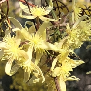 Clematis leptophylla at Sutton, NSW - 29 Sep 2018 03:44 PM