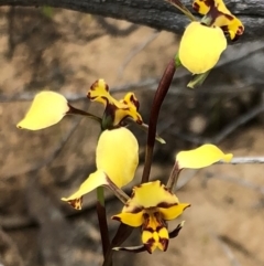 Diuris pardina (Leopard Doubletail) at Sutton, NSW - 8 Oct 2018 by Whirlwind