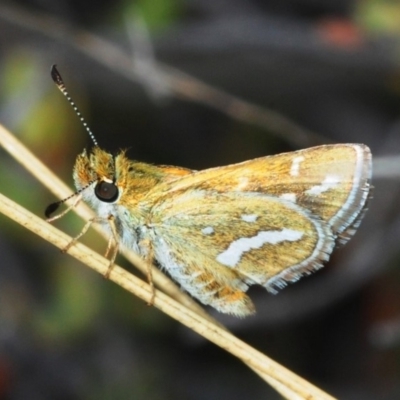 Taractrocera papyria (White-banded Grass-dart) at Theodore, ACT - 13 Oct 2018 by Harrisi