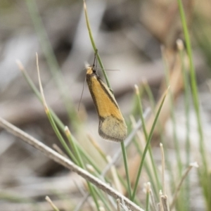 Philobota undescribed species near arabella at Michelago, NSW - 13 Oct 2018