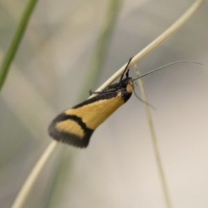 Philobota ancylotoxa at Michelago, NSW - 13 Oct 2018