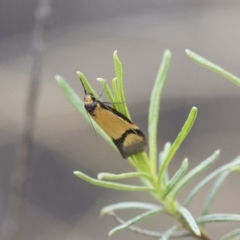 Philobota ancylotoxa at Michelago, NSW - 13 Oct 2018 01:56 PM