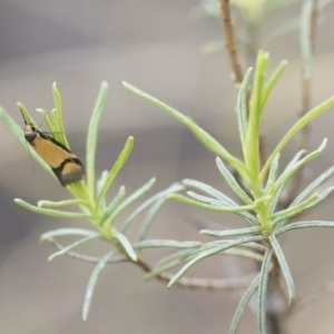 Philobota ancylotoxa at Michelago, NSW - 13 Oct 2018