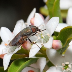 Stomorhina sp. (genus) at Acton, ACT - 13 Oct 2018 11:02 AM