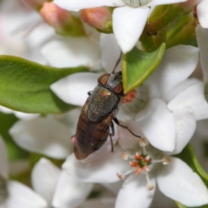 Stomorhina sp. (genus) at Acton, ACT - 13 Oct 2018 11:02 AM