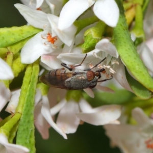 Stomorhina sp. (genus) at Acton, ACT - 13 Oct 2018 11:02 AM