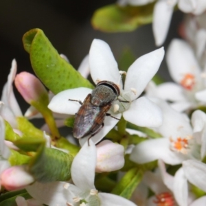 Stomorhina sp. (genus) at Acton, ACT - 13 Oct 2018 11:02 AM