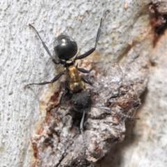 Polyrhachis semiaurata (A golden spiny ant) at Acton, ACT - 13 Oct 2018 by TimL