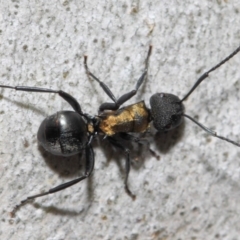 Polyrhachis ornata at Acton, ACT - 13 Oct 2018 11:10 AM