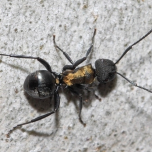 Polyrhachis ornata at Acton, ACT - 13 Oct 2018 11:10 AM