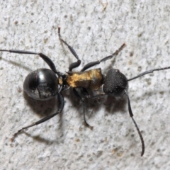 Polyrhachis ornata at Acton, ACT - 13 Oct 2018 11:10 AM