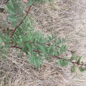 Acacia rubida at Dunlop, ACT - 5 Oct 2018