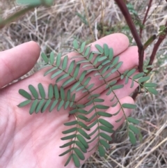 Acacia rubida at Dunlop, ACT - 5 Oct 2018 11:13 AM